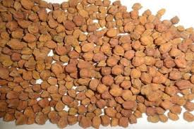 Gram seed scam; 136 Agriculture Center owener on radar | हरभरा बियाणे घोटाळा; १३६ कृषी केंद्र संचालकांचा जीव टांगणीला  Gram seed scam; 136 Agriculture Center owener on radar | हरभरा बियाणे घोटाळा; १३६ कृषी केंद्र संचालकांचा जीव टांगणीला