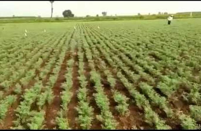 Rabbi sowing only 37 % till date! | राज्यात रब्बीची आतापर्यंत ३७ टक्केच पेरणी! Rabbi sowing only 37 % till date! | राज्यात रब्बीची आतापर्यंत ३७ टक्केच पेरणी!
