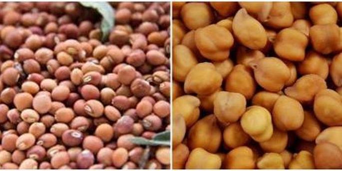 Tour, gram subsidy pending | तूर, हरभऱ्याचे अनुदान प्रलंबितच Tour, gram subsidy pending | तूर, हरभऱ्याचे अनुदान प्रलंबितच