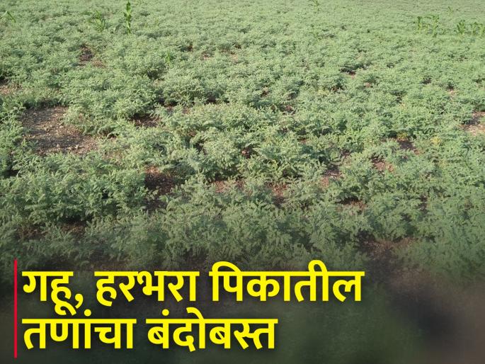 How to control weeds in wheat and gram crops? | गहू व हरभरा पिकातील तणांचे नियंत्रण कसे कराल? How to control weeds in wheat and gram crops? | गहू व हरभरा पिकातील तणांचे नियंत्रण कसे कराल?