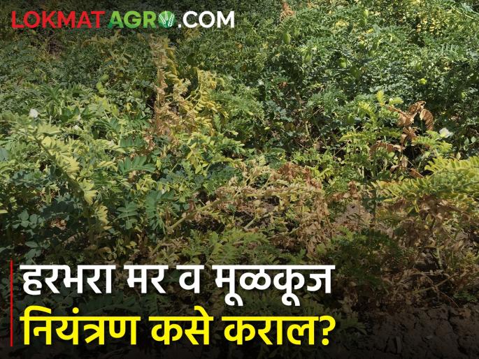 Management of late blight and late blight on gram | हरभरा पिकावरील मर व मुळकूज रोगाचे व्यवस्थापन Management of late blight and late blight on gram | हरभरा पिकावरील मर व मुळकूज रोगाचे व्यवस्थापन