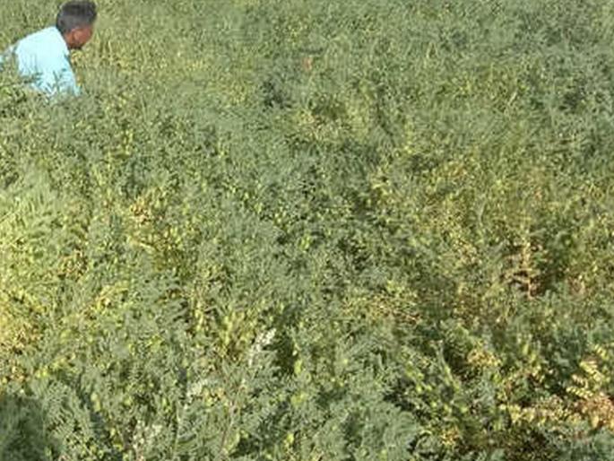 Climate change hits gram crop in Akola District | वातावरण बदलाचा हरभरा पिकाला फटका!