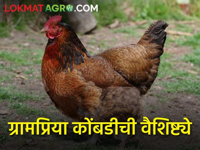 Improved grampriya hen are proving beneficial in poultry farming | कुक्कुटपालनात सुधारित ग्रामप्रिया कोंबड्या ठरत आहेत फायदेशीर Improved grampriya hen are proving beneficial in poultry farming | कुक्कुटपालनात सुधारित ग्रामप्रिया कोंबड्या ठरत आहेत फायदेशीर