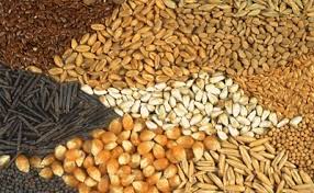 Grants to the farmers of the state on the seeds of rabi season | रब्बी हंगामातील बियाण्यांवर राज्यातील शेतकऱ्यांना मिळणार अनुदान Grants to the farmers of the state on the seeds of rabi season | रब्बी हंगामातील बियाण्यांवर राज्यातील शेतकऱ्यांना मिळणार अनुदान