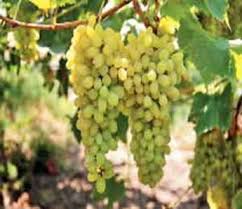 The beginning of the succulent eclipse at the Natale Purchase Center on Monday | नैताळे खरेदी-विक्र ी केंद्रावर सोमवारपासुन द्राक्षमणी लिलावास सुरूवात The beginning of the succulent eclipse at the Natale Purchase Center on Monday | नैताळे खरेदी-विक्र ी केंद्रावर सोमवारपासुन द्राक्षमणी लिलावास सुरूवात