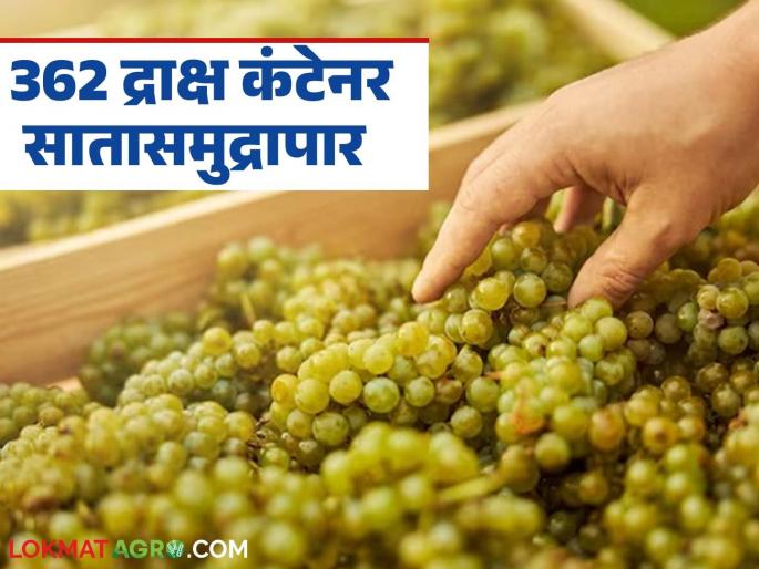 Latest News Nashik Grape Export 362 containers of grapes leave from Nashik for foreign countries, read in detail | Nashik Grape Export : नाशिकमधून 362 कंटेनर द्राक्ष सातासमुद्रापार रवाना, वाचा सविस्तर 