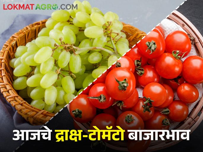 Latest news 02 march Todays Grape And Tomato market price in maharashtra bajar samiti | द्राक्षांची आवक घटली, टोमॅटोला काय बाजारभाव मिळाला? जाणून घ्या आजचे दर Latest news 02 march Todays Grape And Tomato market price in maharashtra bajar samiti | द्राक्षांची आवक घटली, टोमॅटोला काय बाजारभाव मिळाला? जाणून घ्या आजचे दर