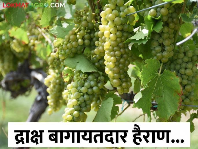 Latest News grape farms iron angle thefts rise, grape growers alarmed in nashik | द्राक्ष बागेचे लोखंडी अँगल चोरी होण्याचे प्रकार वाढले, द्राक्ष उत्पादक शेतकरी हैराण  Latest News grape farms iron angle thefts rise, grape growers alarmed in nashik | द्राक्ष बागेचे लोखंडी अँगल चोरी होण्याचे प्रकार वाढले, द्राक्ष उत्पादक शेतकरी हैराण