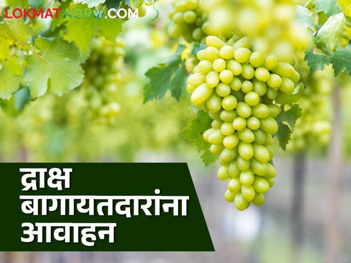 Latest News Grape farmer should not rush to make transactions, appeals growers' association | Grape Farmer : द्राक्ष बागायतदारांनी व्यवहारासाठी घाई करू नये, बागायतदार संघाचे आवाहन  Latest News Grape farmer should not rush to make transactions, appeals growers' association | Grape Farmer : द्राक्ष बागायतदारांनी व्यवहारासाठी घाई करू नये, बागायतदार संघाचे आवाहन