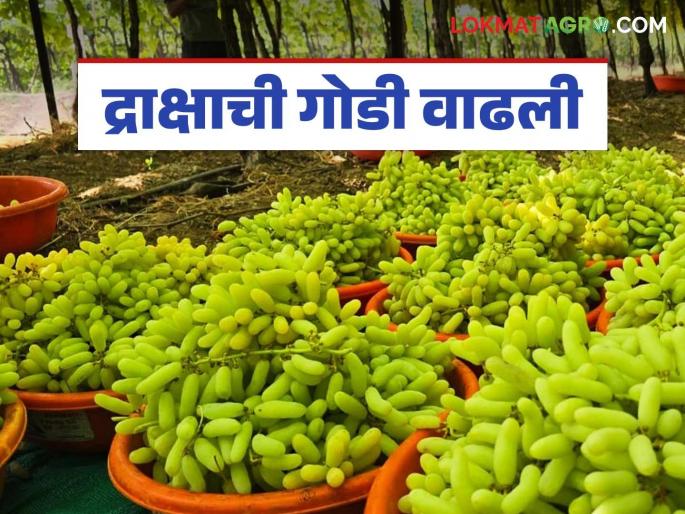 Grape Market : The sweetness of grapes in the market has increased due to increased arrivals; How are prices being achieved? | Grape Market : आवक वाढल्याने बाजारात द्राक्षांची गोडी वाढली; कसा मिळतोय दर? Grape Market : The sweetness of grapes in the market has increased due to increased arrivals; How are prices being achieved? | Grape Market : आवक वाढल्याने बाजारात द्राक्षांची गोडी वाढली; कसा मिळतोय दर?