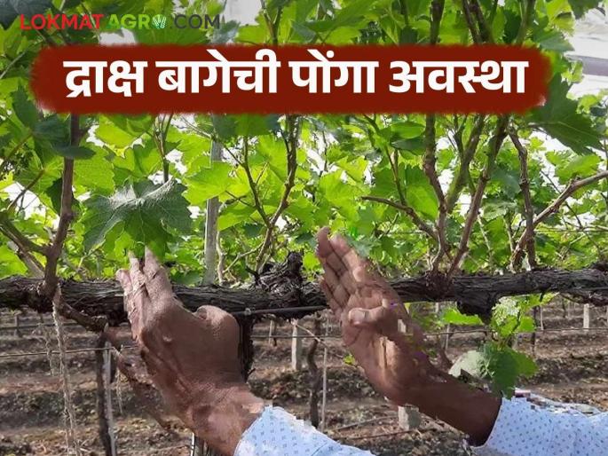 Latest news Grape farming Precautions to be taken to avoid bunches dying in grape farm | Grape Farm : द्राक्ष बागेत पोंगा अवस्थेत घड जिरू नये म्हणून काय काळजी घ्याल, वाचा सविस्तर