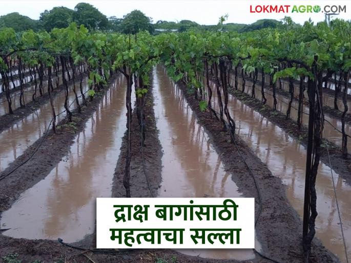 Continuous rains affect grape crop, what advice do grape researchers give; Read in detail | सततच्या पावसाने द्राक्ष बागांवर परिणाम, द्राक्ष संशोधकांचा काय सल्ला; वाचा सविस्तर