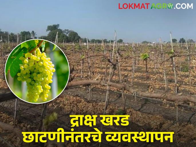 Latest News Grape Crop management Learn how to manage grapes after pruning | द्राक्ष खरड छाटणीनंतरचे व्यवस्थापन कसं करावे, जाणून घ्या सविस्तर  Latest News Grape Crop management Learn how to manage grapes after pruning | द्राक्ष खरड छाटणीनंतरचे व्यवस्थापन कसं करावे, जाणून घ्या सविस्तर