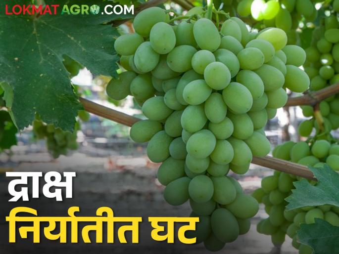 Draksha Pandhari Decline in export of grapes from Sangli district in the international market | आंतरराष्ट्रीय बाजारपेठेत द्राक्षपंढरी सांगली जिल्ह्यातील द्राक्ष निर्यातीत घट Draksha Pandhari Decline in export of grapes from Sangli district in the international market | आंतरराष्ट्रीय बाजारपेठेत द्राक्षपंढरी सांगली जिल्ह्यातील द्राक्ष निर्यातीत घट