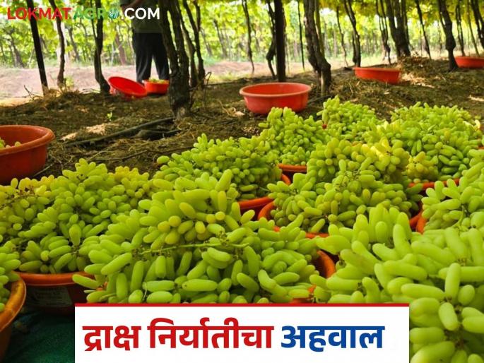 Draksh Niryat : How many grapes are exported from Sangli district to which country; Read in detail | Draksh Niryat : सांगली जिल्ह्यातून कोणत्या देशात किती द्राक्षांची निर्यात; वाचा सविस्तर Draksh Niryat : How many grapes are exported from Sangli district to which country; Read in detail | Draksh Niryat : सांगली जिल्ह्यातून कोणत्या देशात किती द्राक्षांची निर्यात; वाचा सविस्तर