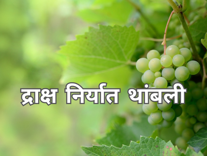 Latest News Israel-Hamas War Breaks Grape Exports of nashik | द्राक्ष निर्यातीला ब्रेक, इस्रायल आणि हमास युद्धाची झळ Latest News Israel-Hamas War Breaks Grape Exports of nashik | द्राक्ष निर्यातीला ब्रेक, इस्रायल आणि हमास युद्धाची झळ