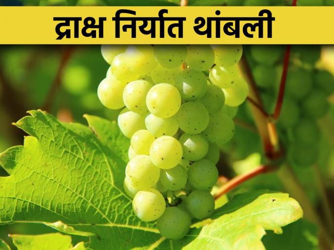 Grape Export: Hit by unseasonal rains, exports of grapes stopped, containers going abroad from Nashik were broken | Grape Export : अवकाळी पावसाचा फटका, द्राक्षांची निर्यात थांबली, नाशिकमधून विदेशात जाणाऱ्या कंटेनर्सला ब्रेक  Grape Export: Hit by unseasonal rains, exports of grapes stopped, containers going abroad from Nashik were broken | Grape Export : अवकाळी पावसाचा फटका, द्राक्षांची निर्यात थांबली, नाशिकमधून विदेशात जाणाऱ्या कंटेनर्सला ब्रेक