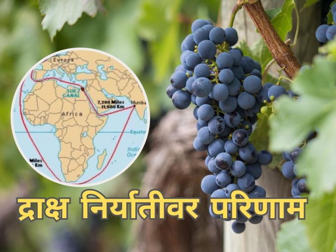 Latest News Impact of Israel-Hamas war on grape exports | द्राक्ष निर्यातीसाठी नव्या मार्गाचा अवलंब? निर्यातदारांना आर्थिक फटका बसणार  Latest News Impact of Israel-Hamas war on grape exports | द्राक्ष निर्यातीसाठी नव्या मार्गाचा अवलंब? निर्यातदारांना आर्थिक फटका बसणार
