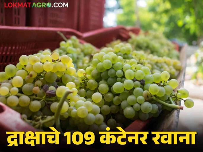 Latest News Nashik Grape Export 109 containers of grapes sent from Nashik to Russia, Malaysia see market price | Nashik Grape Export : नाशिकहुन रशिया, मलेशियासाठी द्राक्षाचे 109 कंटेनर रवाना, काय भाव मिळाला?  Latest News Nashik Grape Export 109 containers of grapes sent from Nashik to Russia, Malaysia see market price | Nashik Grape Export : नाशिकहुन रशिया, मलेशियासाठी द्राक्षाचे 109 कंटेनर रवाना, काय भाव मिळाला?