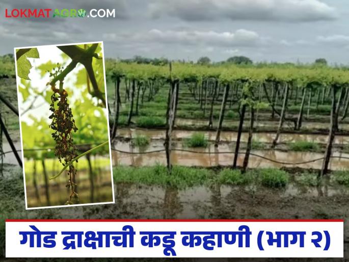 Grape growers devastated; Grape growers hit by Rs 35,000 crore this year due to unseasonal weather | द्राक्ष बागायतदार उध्वस्त; अवकाळीचा द्राक्ष उत्पादकांना यंदा तब्बल ३५ हजार कोटी रुपयांचा फटका Grape growers devastated; Grape growers hit by Rs 35,000 crore this year due to unseasonal weather | द्राक्ष बागायतदार उध्वस्त; अवकाळीचा द्राक्ष उत्पादकांना यंदा तब्बल ३५ हजार कोटी रुपयांचा फटका