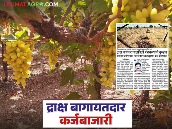 Draksha Bag : Four thousand crore grape industry in trouble; 30 thousand acres of grape orchard in major problem | Draksha Bag : चार हजार कोटींचा द्राक्ष इंडस्ट्री धोक्यात; ३० हजार एकर द्राक्षबागांवर कुऱ्हाड Draksha Bag : Four thousand crore grape industry in trouble; 30 thousand acres of grape orchard in major problem | Draksha Bag : चार हजार कोटींचा द्राक्ष इंडस्ट्री धोक्यात; ३० हजार एकर द्राक्षबागांवर कुऱ्हाड
