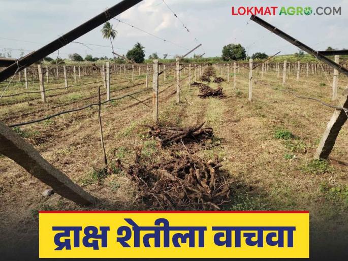 Draksha Sheti : Collective efforts are now needed to save grape farming | Draksha Sheti : द्राक्ष शेतीला तारण्यासाठी आता हवी सामूहिक प्रयत्नांची गरज Draksha Sheti : Collective efforts are now needed to save grape farming | Draksha Sheti : द्राक्ष शेतीला तारण्यासाठी आता हवी सामूहिक प्रयत्नांची गरज