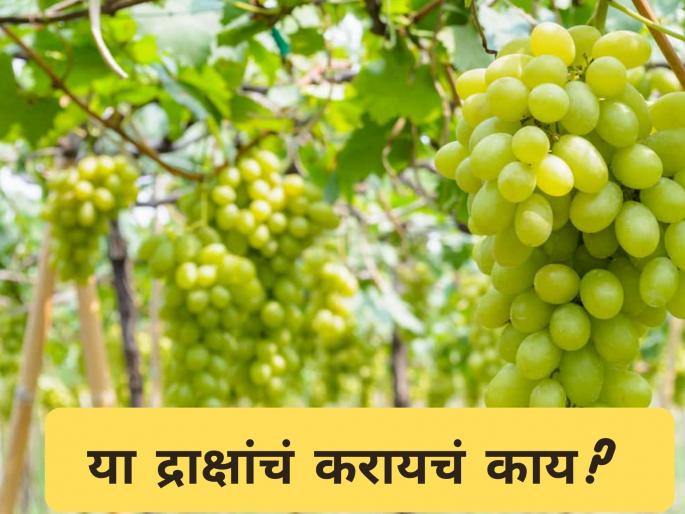 Latest News Grape farmers frustrated due to market price and nature's capriciousness | Grape Farming : द्राक्ष शेती समृद्ध मात्र निसर्गाचा लहरीपणा, बाजारभावामुळे शेतकरी हवालदिल Latest News Grape farmers frustrated due to market price and nature's capriciousness | Grape Farming : द्राक्ष शेती समृद्ध मात्र निसर्गाचा लहरीपणा, बाजारभावामुळे शेतकरी हवालदिल