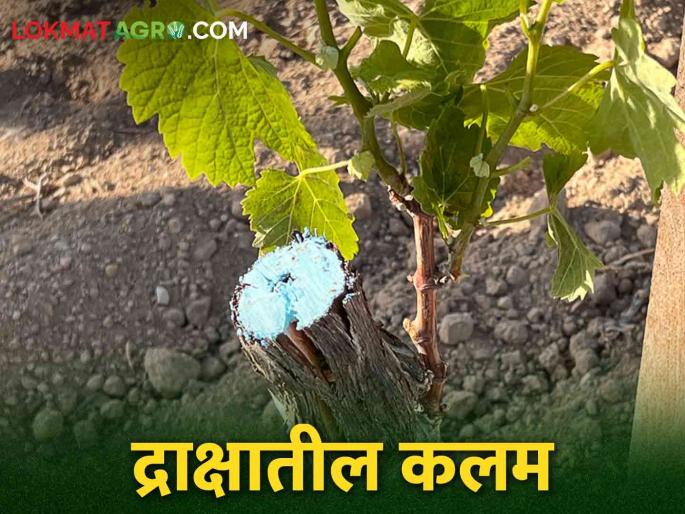 Grape Grafting: How to grafting is done on a grape rootstock | Grape Grafting द्राक्षात खुंट रोपावर कसे केले जाते कलम