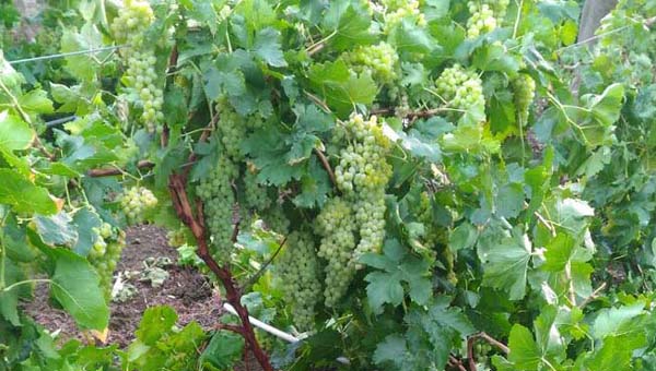 Untimely rains hit vineyards hard | अवकाळी पावसाने द्राक्षबागायतदारांच्या उरात धडकी Untimely rains hit vineyards hard | अवकाळी पावसाने द्राक्षबागायतदारांच्या उरात धडकी