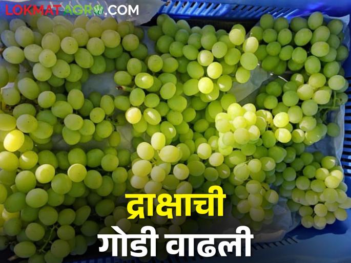 Market demand for grapes increased; How is the market price? | बाजारपेठेत द्राक्ष मालाची मागणी वाढली; कसा मिळतोय बाजारभाव Market demand for grapes increased; How is the market price? | बाजारपेठेत द्राक्ष मालाची मागणी वाढली; कसा मिळतोय बाजारभाव