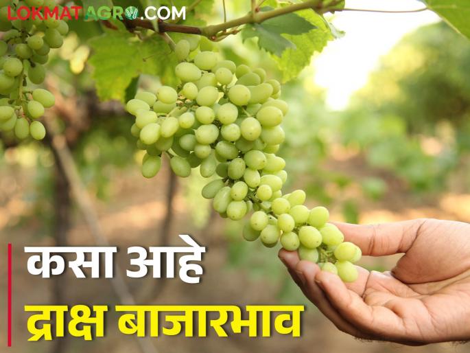 Grape production will increase; How is the market price? | द्राक्षाचे उत्पादन वाढणार; कसा मिळतोय बाजारभाव