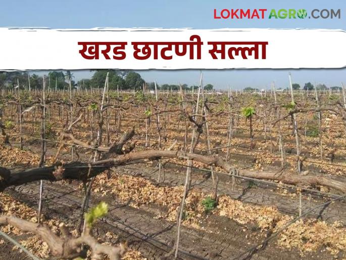 A water crisis halted pruning of vineyards; When should pruning be done? | Grape Pruning पाणीटंचाईच्या संकटाने द्राक्ष बागांची खरड छाटणीची कामे रखडली; कधी करावी लागते छाटणी?