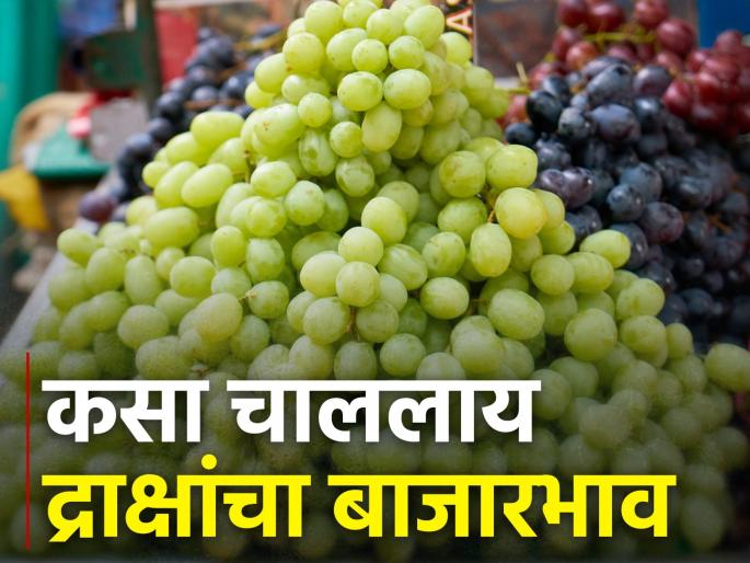 Four and a half tons of grapes arrived at Gultekdi market; How is the market price? | गुलटेकडी मार्केटला साडेचार टन द्राक्षांची आवक; कसा मिळतोय भाव Four and a half tons of grapes arrived at Gultekdi market; How is the market price? | गुलटेकडी मार्केटला साडेचार टन द्राक्षांची आवक; कसा मिळतोय भाव