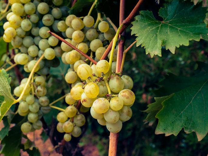 Latest News Sale of grapes at low prices in domestic markets | लाखोंचा खर्च, प्रचंड मेहनत, पण भावच नाही, सांगा कसं जगायचं, द्राक्ष उत्पादकांचा सवाल Latest News Sale of grapes at low prices in domestic markets | लाखोंचा खर्च, प्रचंड मेहनत, पण भावच नाही, सांगा कसं जगायचं, द्राक्ष उत्पादकांचा सवाल