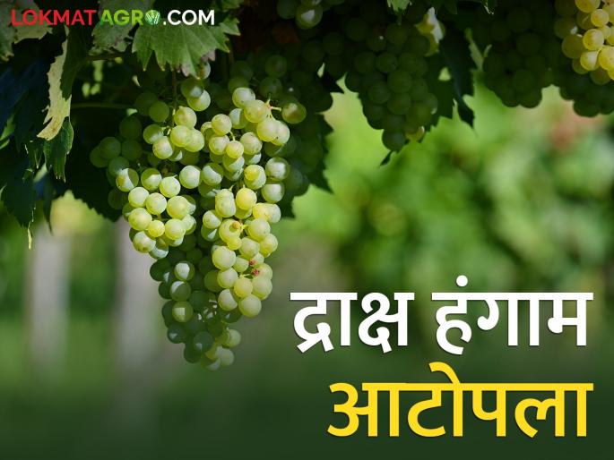 The grape season is in its final stages; How did you get the market price? | घाटमाथ्यावर द्राक्ष हंगाम अंतिम टप्प्यात; कसा मिळतोय बाजारभाव