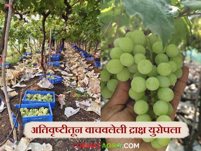 Latest News Grape Export Grapes saved from heavy rains exported to Europe by nashik farmer | Grape Export : अतिवृष्टीतून वाचवलेली द्राक्ष युरोपच्या बाजारात; 'इतके' रुपये दर मिळाला? 