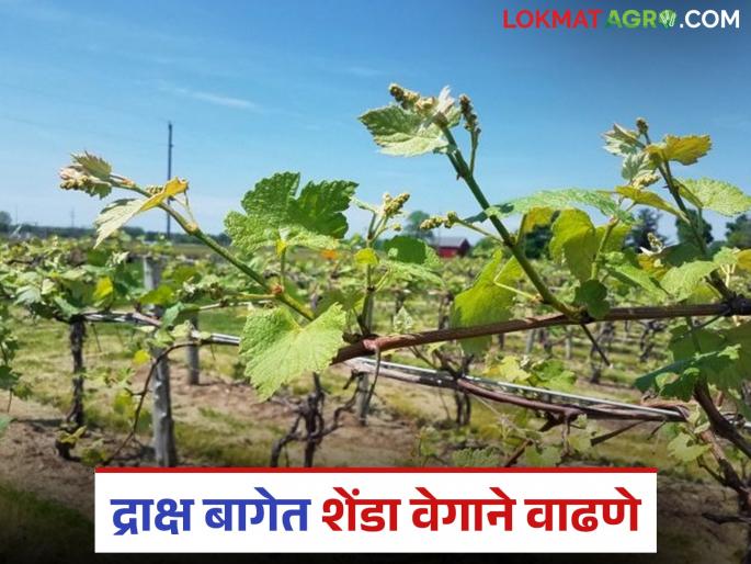 Latest News Grape farming Causes and solutions for growth of canopy in grape farm | Shenda Vadh : तुमच्याही द्राक्ष बागेत शेंडा वाढ जास्त प्रमाणात होतेय, जाणून घ्या नेमकं कारण अन् उपाय  Latest News Grape farming Causes and solutions for growth of canopy in grape farm | Shenda Vadh : तुमच्याही द्राक्ष बागेत शेंडा वाढ जास्त प्रमाणात होतेय, जाणून घ्या नेमकं कारण अन् उपाय
