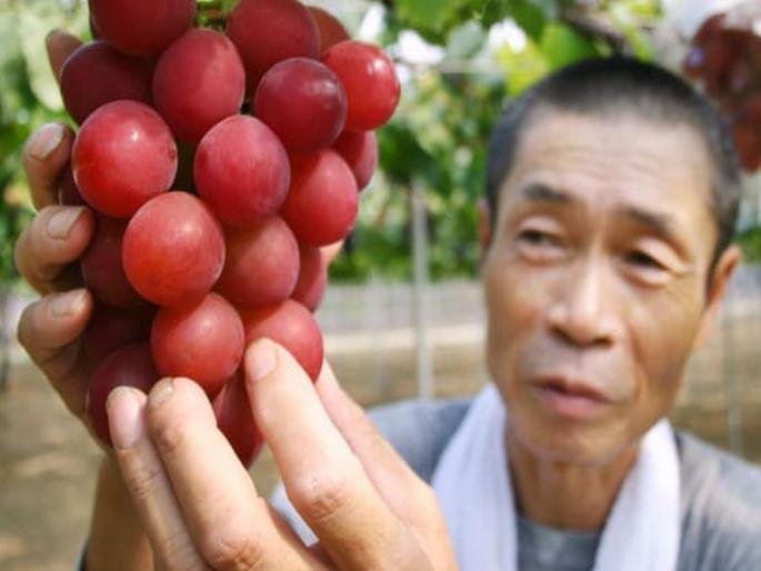 Japan a bunch of grapes was auctioned for 7.5 Lakhs | बाबो! ७.५ लाख रूपयांना विकला गेला द्राक्षांचा एक गढ, खायचे की शोकेसमध्ये ठेवायचे? Japan a bunch of grapes was auctioned for 7.5 Lakhs | बाबो! ७.५ लाख रूपयांना विकला गेला द्राक्षांचा एक गढ, खायचे की शोकेसमध्ये ठेवायचे?