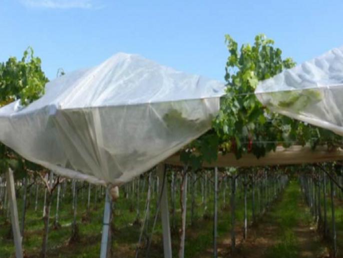 Protection of vineyards from hail; Plastic cover will get 50 percent subsidy | गारपिटीपासून द्राक्षबागांचे संरक्षण; प्लॅस्टिक कव्हरला ५० टक्के अनुदान मिळणार, लवकर अर्ज करा Protection of vineyards from hail; Plastic cover will get 50 percent subsidy | गारपिटीपासून द्राक्षबागांचे संरक्षण; प्लॅस्टिक कव्हरला ५० टक्के अनुदान मिळणार, लवकर अर्ज करा