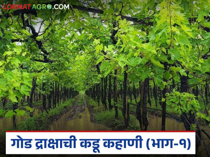 The rains have been delayed, the grape season has been delayed, and the grape growers are fed up | पावसाचा मुक्काम वाढला, द्राक्ष हंगाम लांबणीवर पडला अन् द्राक्षबागायतदार मेटाकुटीला आला
