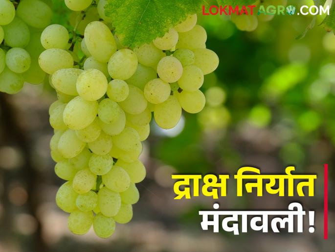 Latest News Grape exports slowed down by Bangladesh import duty | द्राक्ष निर्यात मंदावली, नेमकं कारण काय? वाचा सविस्तर Latest News Grape exports slowed down by Bangladesh import duty | द्राक्ष निर्यात मंदावली, नेमकं कारण काय? वाचा सविस्तर
