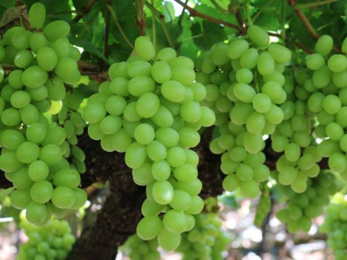 no buyers for grapes in ahmadnagar district, farmers getting 10 rs kg rate | द्राक्षं घेता का द्राक्षं, फक्त १० रुपये किलो; व्यापाऱ्यांची नगरकडे पाठ, शेतकरी संकटात