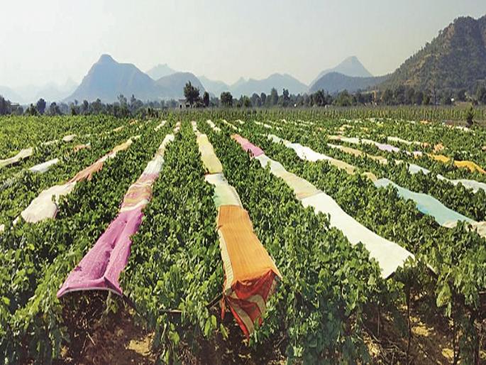 Sarees base for grapefruit farming | द्राक्षबागांसाठी साड्यांचा आधार Sarees base for grapefruit farming | द्राक्षबागांसाठी साड्यांचा आधार