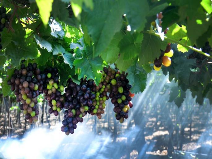 Due to cold winter in the grape storm, the exportable goods hit | कडाक्याच्या थंडीमुळे द्राक्ष पंढरी संकटात, निर्यातक्षम मालाला फटका Due to cold winter in the grape storm, the exportable goods hit | कडाक्याच्या थंडीमुळे द्राक्ष पंढरी संकटात, निर्यातक्षम मालाला फटका