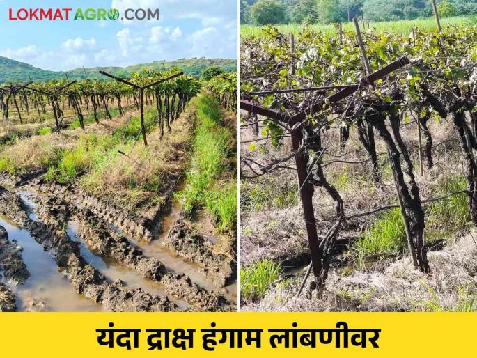 Pruning stopped in grape orchard due to rain Yield will decrease by 70 percent | द्राक्षबागांत छाटणी खोळंबली तर छाटलेल्या द्राक्षबागा वांझ.. उत्पन्न ७० टक्क्यांनी घटणार Pruning stopped in grape orchard due to rain Yield will decrease by 70 percent | द्राक्षबागांत छाटणी खोळंबली तर छाटलेल्या द्राक्षबागा वांझ.. उत्पन्न ७० टक्क्यांनी घटणार