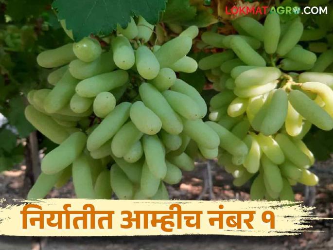 Grape Export : This district is the leader in exportable grapes in the state captured the market in European countries | Grape Export : राज्यात हा जिल्हा निर्यातक्षम द्राक्षांमध्ये अग्रेसर युरोपियन देशातील बाजारपेठ केली काबीज Grape Export : This district is the leader in exportable grapes in the state captured the market in European countries | Grape Export : राज्यात हा जिल्हा निर्यातक्षम द्राक्षांमध्ये अग्रेसर युरोपियन देशातील बाजारपेठ केली काबीज