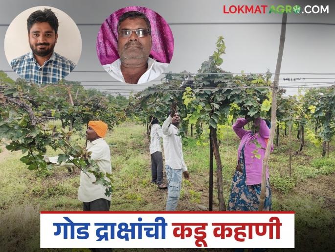 latest news Grape Farming Crisis: The bitter story of sweet grapes; Why did Kadavanchi's grape farming come to an end? Read in detail | Grape Farming Crisis : गोड द्राक्षांची कडू कहाणी; कडवंचीची द्राक्ष शेती का झाली अर्ध्यावर? वाचा सविस्तर
