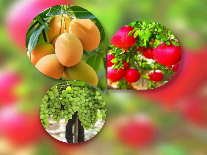 hapus mango grapes pomegranates will get pgi of european countries | हापूस, द्राक्ष, डाळिंबाला मिळणार युरोपियन देशांचा PGI; कसा मिळतो पीजीआयचा दर्जा...? hapus mango grapes pomegranates will get pgi of european countries | हापूस, द्राक्ष, डाळिंबाला मिळणार युरोपियन देशांचा PGI; कसा मिळतो पीजीआयचा दर्जा...?