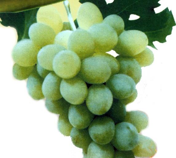 At the beginning of the season the grapevine collapsed | हंगामाच्या सुरवातीलाच द्राक्ष भाव गडगडले