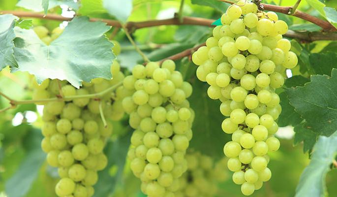 Speed up the paper cover for grape clusters | द्राक्ष घडांना पेपर आच्छादन लावण्याच्या कामाला वेग Speed up the paper cover for grape clusters | द्राक्ष घडांना पेपर आच्छादन लावण्याच्या कामाला वेग